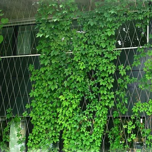 316 Flexible Stainless Steel Wire Cable Rope Mesh Net For Plant Green Climb Wall Plain Style Surface Technique