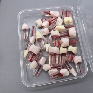Modèle anatomique de dents en résine, ensemble de 28 pièces pour l'enseignement dentaire et l'exposition - Product Image 3