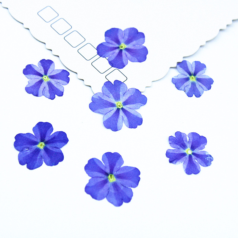 bleu clair 100 pièces