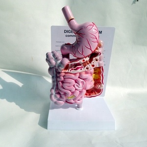 Sistema digestivo humano modelo anatómico intestino delgado modelo recto Duodenal <span class=keywords><strong>vísceras</strong></span> Gastrointestinal modelo anatómico - Product Image 3