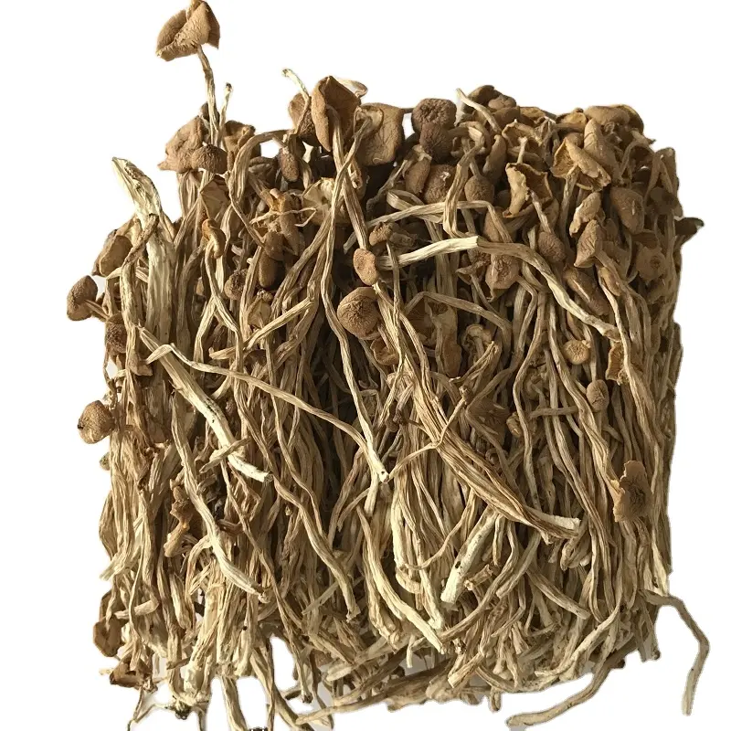 12009 Cha shu gu vendita calda essiccata fungo dell'albero del tè commestibile per la vendita