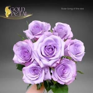 Flores Frescas al por Mayor de Kunming, La Canción del Océano - Product Image 2