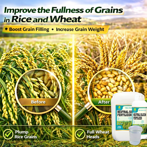 <span class=keywords><strong>ปุ๋ย</strong></span>ซิลิโคนเหลวสำหรับพืชผล ธาตุอาหารซิลิโคน ช่วยเพิ่มผลผลิต ทนทานต่อสภาพอากาศ ละลายน้ำได้ สำหรับข้าว ข้าวสาลี และผัก - Product Image 6
