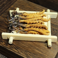 Extrait de Mycélium de Cordyceps Sinensis Sauvage Entier Séché en Gros, Poudre de Fleur de Champignon Longrich Militaris