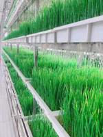 Ferme en conteneurs, usine de plantes, agriculture verticale hydroponique, serres, système de contrôle intelligent, fourrage, laitue