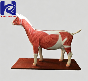 Modelo Anatómico de Simulación de Vaca para Ciencias Médicas - Product Image 5