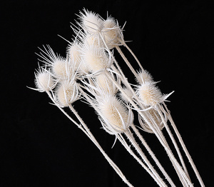 Vente d'usine Branches d'<span class=keywords><strong>Eryngium</strong></span> <span class=keywords><strong>Foetidum</strong></span> largement utilisées fleurs séchées conservées chardon conservé Eryngo - Product Image 3
