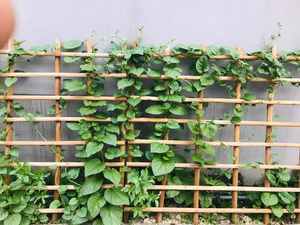 Natural <b>Wooden</b> Garden <b>Stakes</b> for Tree and Plant Support Eucalyptus Acacia Timber Poles - Product Image 5