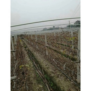 Varillas de Soporte para Plantas a Precio de Fábrica, Estacas de Fibra de Vidrio Cultivada para Frutas - Product Image 4