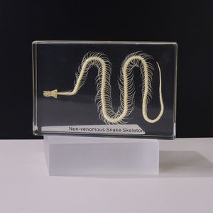 โครงกระดูกสัตว์ทำจากเรซิ่นวัสดุวัสดุสำหรับการสอนโครงกระดูกงูตัวอย่างโครงกระดูกสำหรับชีววิทยา - Product Image 2