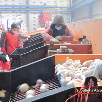 Prix CIF pour Valparaíso, Chili, de l'ail blanc pur frais biologique chinois de la dernière récolte