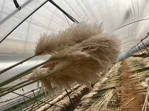 J-01091 fiori secchi di alta qualità Pampa fiore artificiale 30Cm Pampa 100Cm Pampa <span class=keywords><strong>centrotavola</strong></span> <span class=keywords><strong>matrimonio</strong></span> - Product Image 6