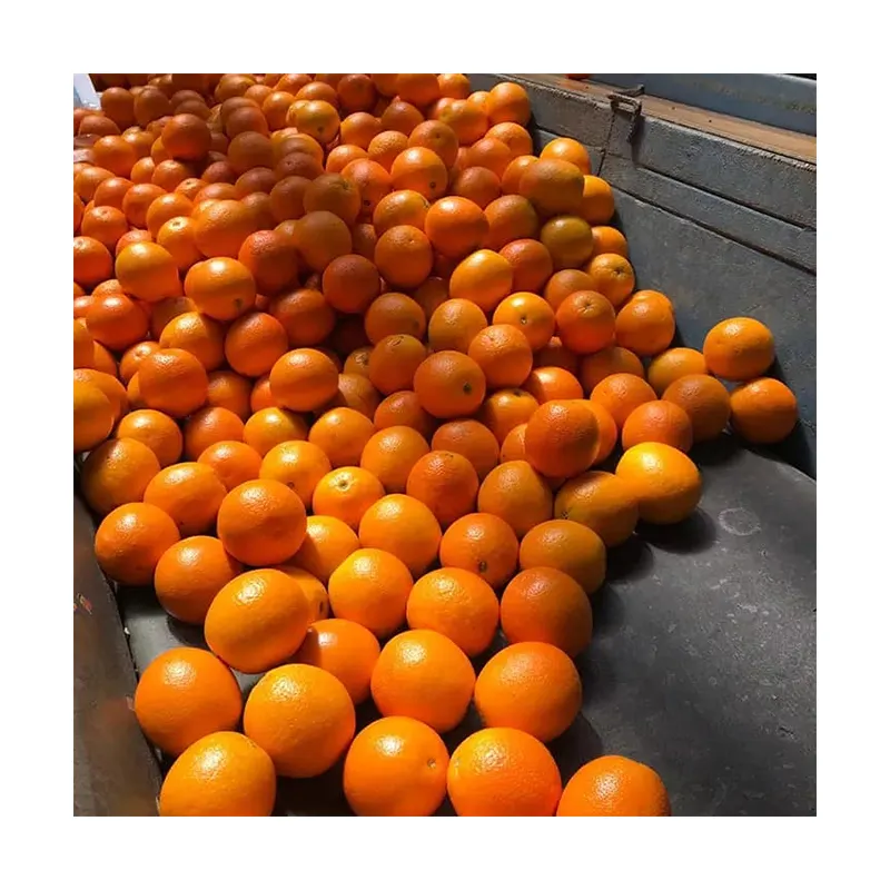 Private Label Niedriger Preis Günstiger Import Frisches Obst Ägyptische Nabel Orange