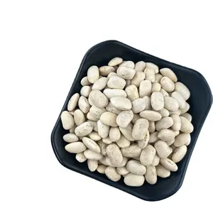 Best on Sale Factory Price Medium Size White Beans Long Shape White Kidney Beans
