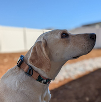 Conjunto de Correa y Collar para Perro de Aleación Sólida de Lujo Personalizado, Diseño Fresco con Cinta de Tela Impermeable y Liberación Rápida