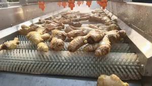 Precio de fábrica aguacate <span class=keywords><strong>feijoa</strong></span> lavadora limpiador níspero cereza rodillo lavadora albaricoque melocotón cepillo rodillo máquina de limpieza - Product Image 5