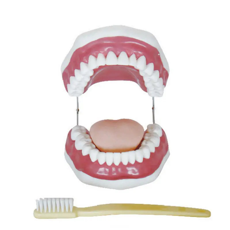 Oral Cavity Cleaning and Protection 28 Teeth Dental Care Model Demonstrates Teeth