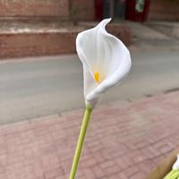 Buket Bunga Calla Lily PU Sentuhan Asli Buatan, Tangkai Tunggal, Warna Putih, untuk Dekorasi Wisuda, Pernikahan, dan Ruang Tamu Rumah