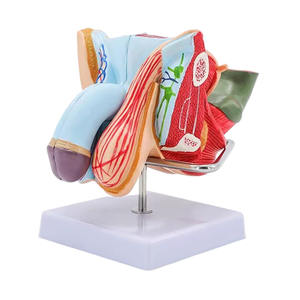 चिकित्सा विज्ञान शिक्षण एनाटॉमी 5 भाग अलग प्रजनन प्रणाली पुरुष जननांग अंग मॉडल - Product Image 4