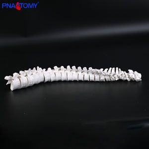 Modelo de vértebra torácica e lombar cervical branco com discos intervertebrais Modelo espinhal médico para uso de ensino - Product Image 3