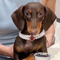Collier de luxe élégant personnalisé pour chat avec strass solides et design cœur scintillant, pendentif perle Saint-Valentin à dégagement rapide