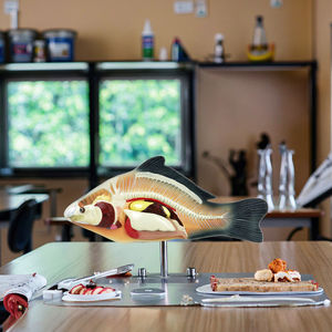 Modelo de Anatomía de pez Carpa (Cyprinus <span class=keywords><strong>Carpio</strong></span>), modelo médico de PVC para Escuela de Medicina - Product Image 4