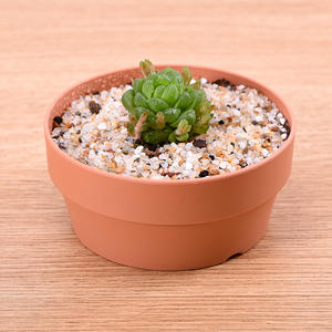 Pot en plastique pour plantes succulentes, style <span class=keywords><strong>japonais</strong></span> minimaliste, durable, écologique, pour centre commercial et bureau - Product Image 4