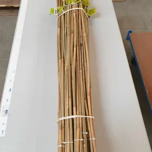 Postes <span class=keywords><strong>de</strong></span> Bambú <span class=keywords><strong>de</strong></span> Alta Calidad y Económicos <span class=keywords><strong>de</strong></span> <span class=keywords><strong>3</strong></span> <span class=keywords><strong>Metros</strong></span> para Enrejado <span class=keywords><strong>de</strong></span> Viñedos - Product Image 3