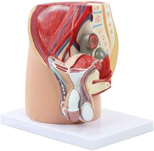 Model Anatomi Panggul dan Sistem Genital Pria Dewasa Bagian Sagital Median untuk Pelatihan Perawat Model Anatomi Manusia - Product Image 4