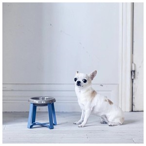 Durable Eco-Friendly Small Cat and <b>Dog</b> Food Pet <b>Stand</b> <b>Bowl</b> Tilted Supply Equipment Tall Water Elevated Popular for Small Pets - Product Image 1