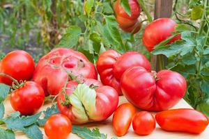 Fertilizante Jinxin para prevenir enfermedades fisiológicas Hojas amarillas Fruta malformada Sin frutos - Product Image 2