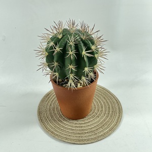 Sempreverdi piante simulate di Cactus palla spinosa vaso succulento pianta verde tropicale decorazione della casa-149 - Product Image 3