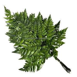 Foglie di <span class=keywords><strong>Felce</strong></span> Essiccate e Conservate Arachniodes, Vendita Diretta dalla Fabbrica dello Yunnan, per Decorazioni Floreali - Product Image 3