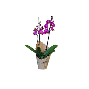 Couvercle de pot rond en plastique à pois avec bouton en métal pour orchidées Phalaenopsis - Product Image 6