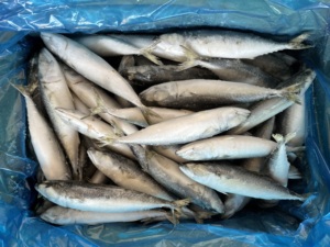 Maquereau du Pacifique surgelé durable, maquereau surgelé en gros, surgelé 150-250g pour les importateurs d'appâts <span class=keywords><strong>de</strong></span> pêche en Afrique - Product Image 6