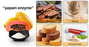 Et tenderizasyon doğal toptan fiyat Papaya esansı Papain enzim tozu - Product Image 6