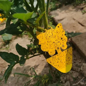 Ungiftige klebrige Frucht fliege und Gnat Killer Innen-und Außen schmetterlings form Lieferant GN-Technologie