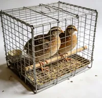 Cage à cailles robuste en fil galvanisé avec plateau amovible, système de collecte d'œufs automatique et niveaux personnalisables pour un nettoyage facile