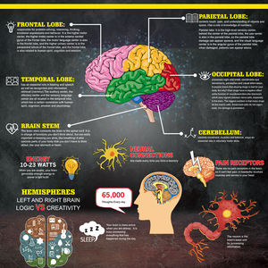 सकल शरीर रचना मस्तिष्क किट विच्छेदन विज्ञान प्रयोगों मानव विज्ञान किट लड़कों और लड़कियों के लिए - Product Image 6