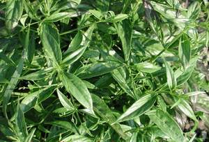 Заводская поставка, натуральный экстракт andrographi Paniculata, экстракт andrographhus Paniculata, порошок, экстракт Kalmegh - Product Image 5