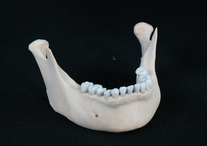 Modèle d'impression <span class=keywords><strong>3D</strong></span> humaine Modèle de <span class=keywords><strong>crâne</strong></span> <span class=keywords><strong>humain</strong></span> Modèle <span class=keywords><strong>humain</strong></span> numérique pour l'apprentissage de l'anatomie Matériaux respectueux de l'environnement - Product Image 3