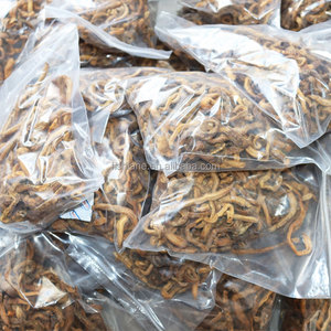 เหยื่อล่อปลาที่ดีที่สุด: เหยื่อล่อแห้งกุ้งหนอนเลือดสำหรับนักตกปลาในทะเล - Product Image 2