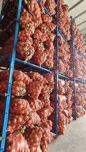 Cebollas Bawang <span class=keywords><strong>Bombay</strong></span> <span class=keywords><strong>de</strong></span> Alta Calidad, Tamaño Grande, <span class=keywords><strong>Precio</strong></span> al por Mayor, Exportación <span class=keywords><strong>de</strong></span> Vegetales Frescos, Cebolla Amarilla - Product Image 5