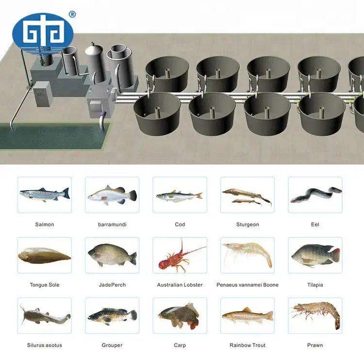نظام تربية الأحياء المائية الدائرية مزرعة سمك الراس/زراعة مائية مكثفة للطيالبيا/مزرعة سمك الراس داخل المنزل