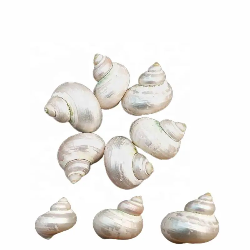 Bulk Sales !! Silver White Sea Conch Shell for DIY Nautical Style Shell Necklace Jewelry