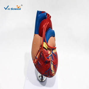 Modelo de anatomía del corazón en dos partes; herramienta de enseñanza médica para la comprensión de la estructura dividida del corazón humano. - Product Image 3