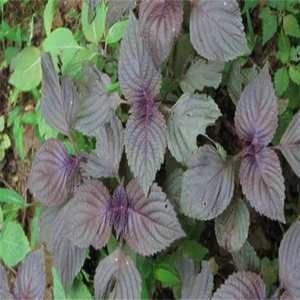 GMP, стандарт высокого качества, Экстракт Salvia Sclarel, пищевой Sclareol, растворитель, экстрагированный в барабанной упаковке, Халяль, сертифицированный - Product Image 4