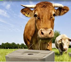 Pressa Idraulica a Quattro Colonne YST 500 per Compattazione di Blocchi di Sale da Leccare per Bovini e Ovini - Product Image 5