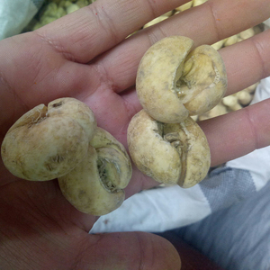 Zhe Bei Mu Bulbes de racines de Fritillaire Thunbergii de grande taille, Fritillaire de <span class=keywords><strong>Thunberg</strong></span> à vendre - Product Image 2