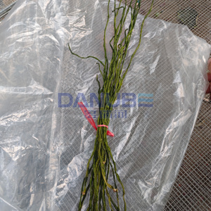 Four de séchage à pompe à chaleur écoénergétique pour haricots verts, équipement de déshydratation - Product Image 6